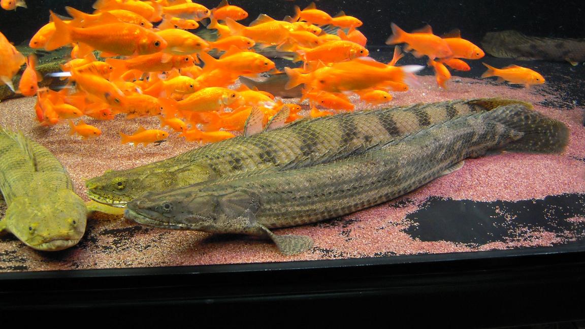 餌を仕入れに アクアワーク 古代魚ポリプテルス