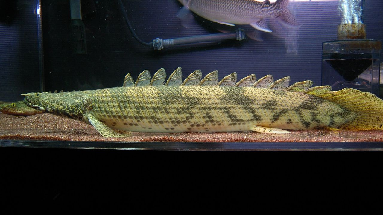 ギニアンビチャー ラプエンタイプ : アクアワーク ～古代魚ポリプテルス～