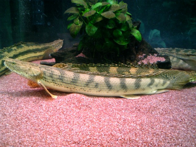 特集！コンギクス（ビチャー）の軌跡と経過 : アクアワーク ～古代魚