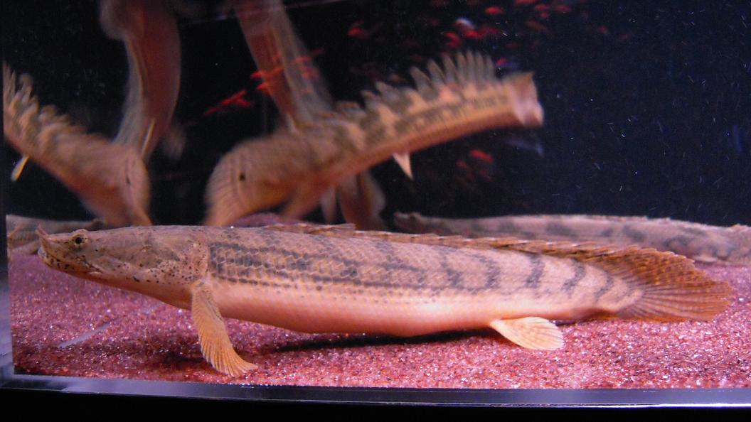 90水槽 ポリプ近況 アクアワーク 古代魚ポリプテルス