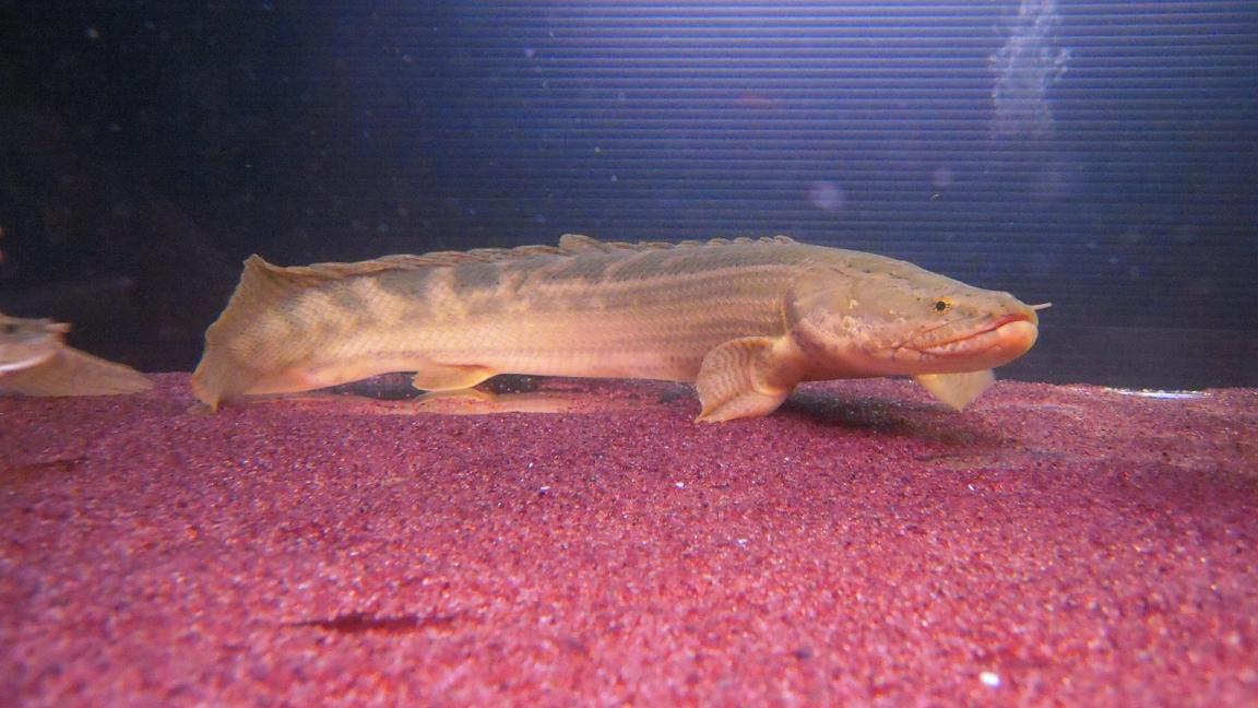 チャド・ビキール、現在の所感みたいなもの : アクアワーク ～古代魚