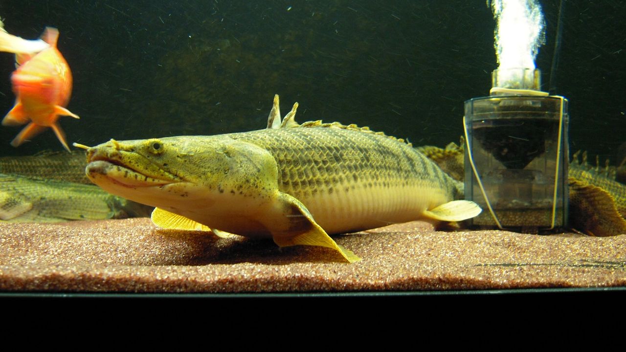 ポリプテルス　コンギクス　±38cm※引き取り限定 恐るべしコンギーズ！？ : アクアワーク ～古代魚ポリプテルス～