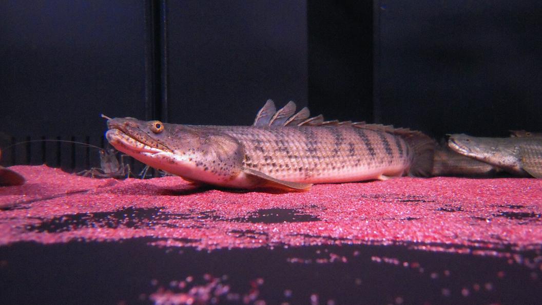 特集 コンギクス ビチャー の軌跡と経過 アクアワーク 古代魚ポリプテルス