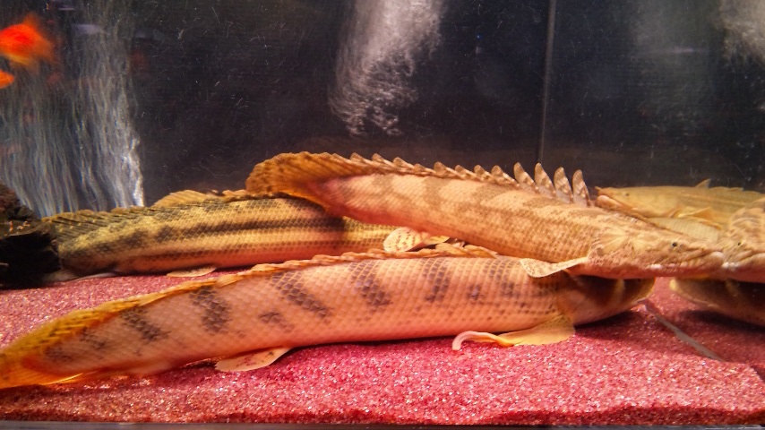 見た目の一瞬を大事に アクアワーク 古代魚ポリプテルス