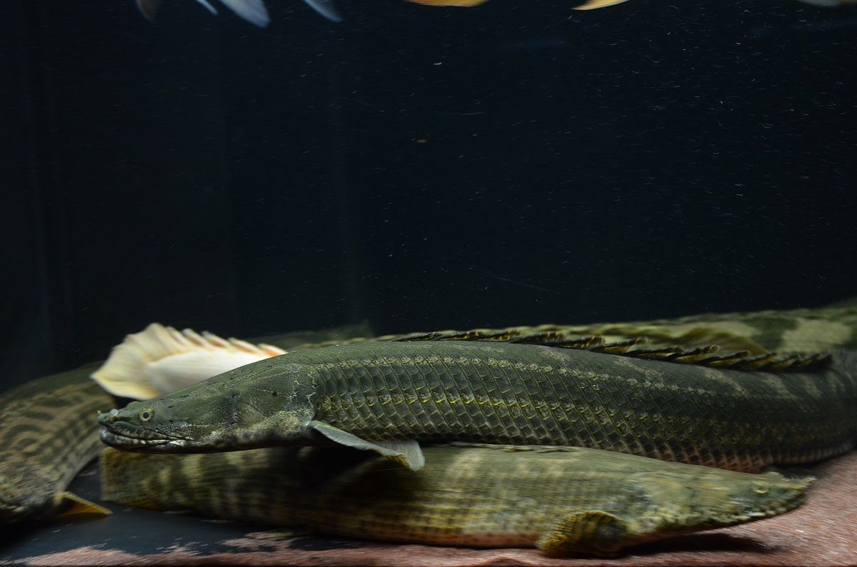 こっちも気長に育成 : アクアワーク ～古代魚ポリプテルス～