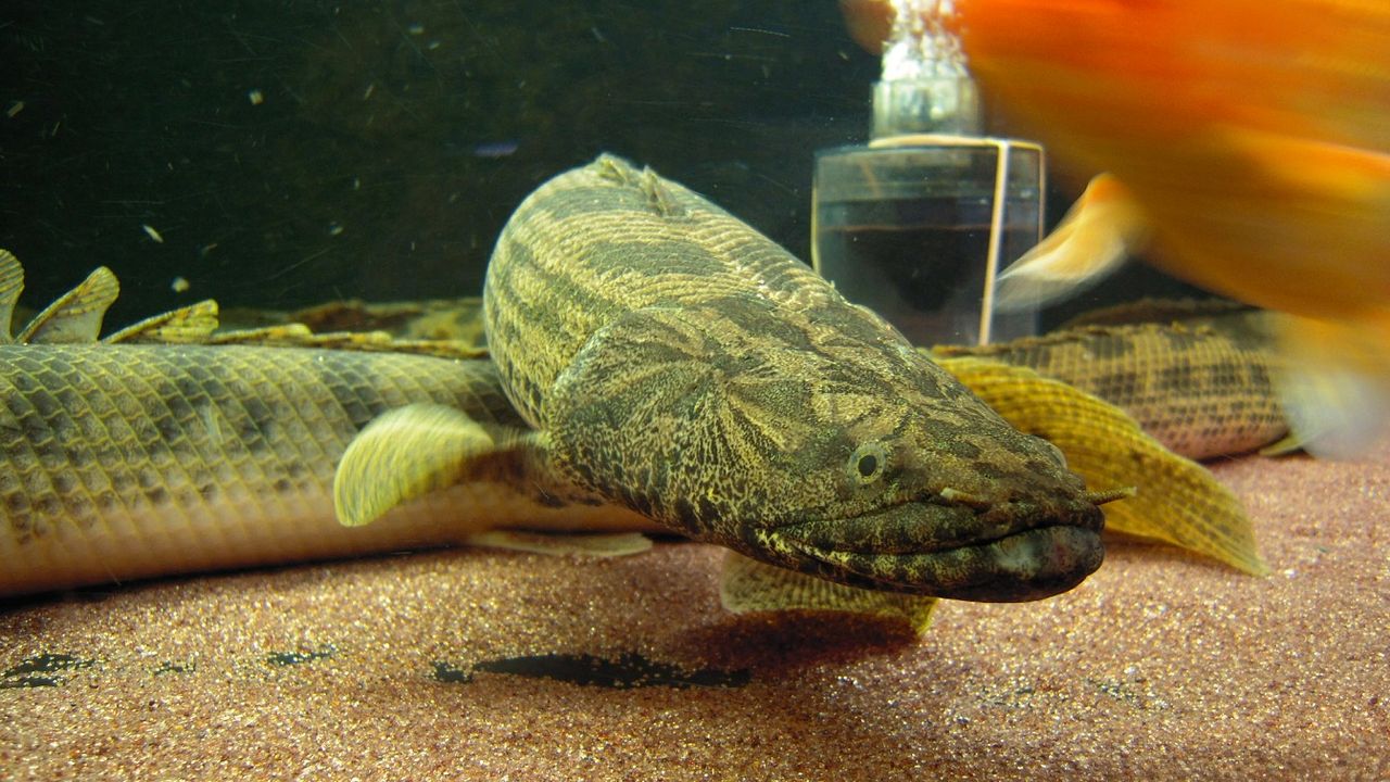 アクアワーク 古代魚ポリプテルス Livedoor Blog ブログ