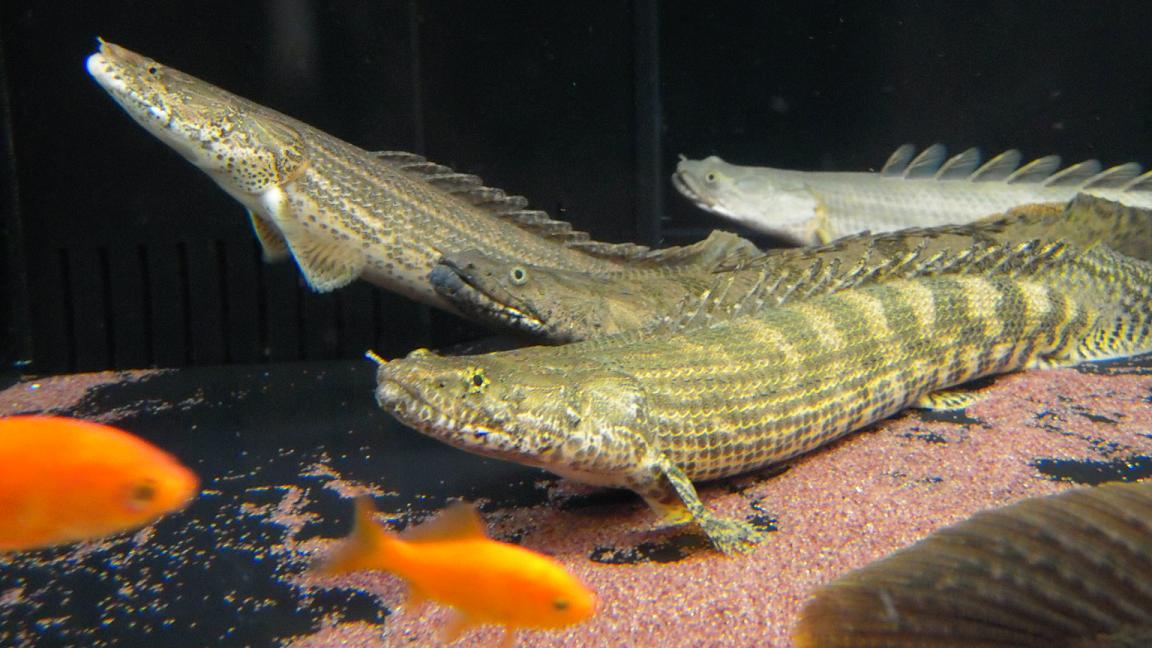 ポリプ2匹セット ラプラとビキビキ 熱帯魚 古代魚 アクアリウム