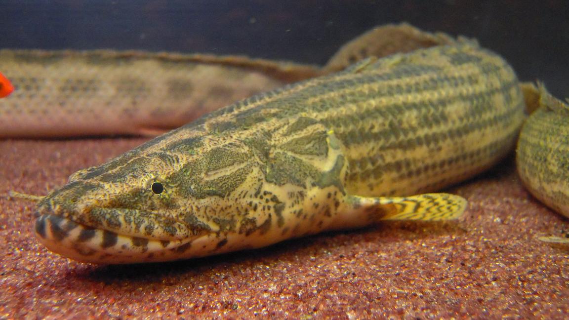 ギニア・ラプラディ : アクアワーク ～古代魚ポリプテルス～