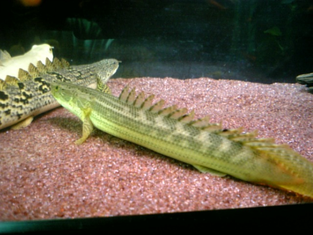 ナイジェリア・ラプラディ！（ラプラ7号） : アクアワーク ～古代魚