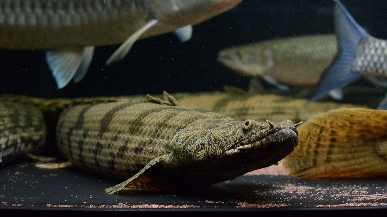 ギニア・エンドリの近況 : アクアワーク ～古代魚ポリプテルス～
