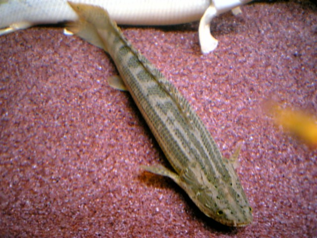 ナイジェリアラプラティ ナイジェリア・ラプラディ！（ラプラ7号） : アクアワーク ～古代魚