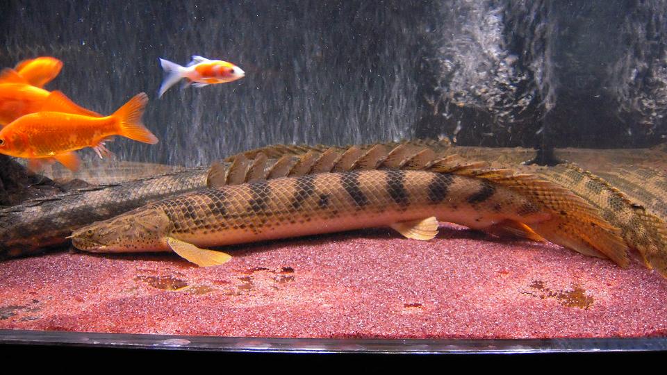 ポリプテルス　コンギクス ポリプテルス コンギクス(10cm±)ブリード - m8堂
