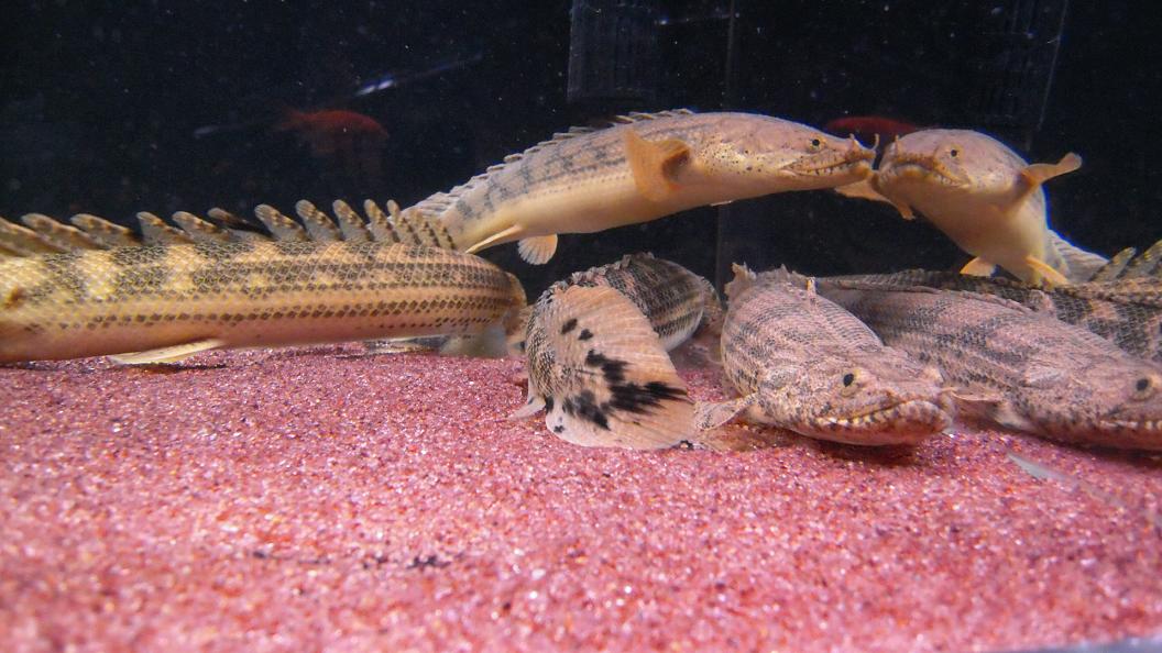 90水槽 ポリプ近況 アクアワーク 古代魚ポリプテルス