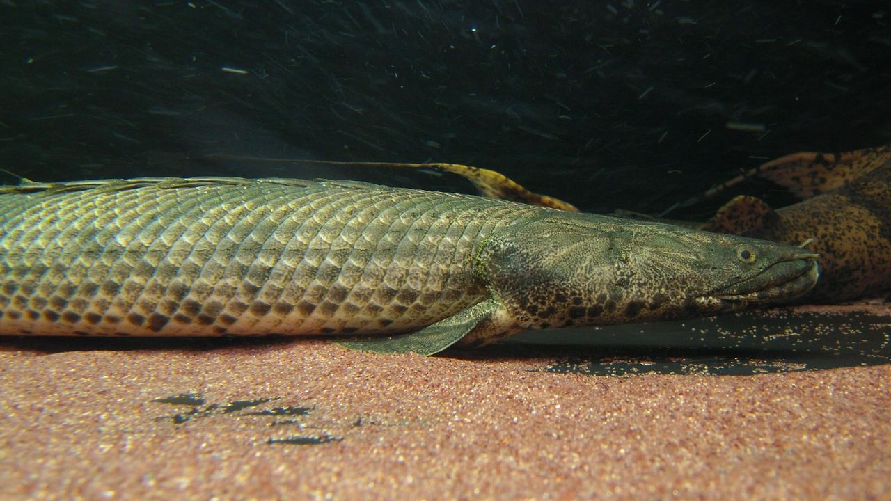 ギニア・エンドリケリー : アクアワーク ～古代魚ポリプテルス～