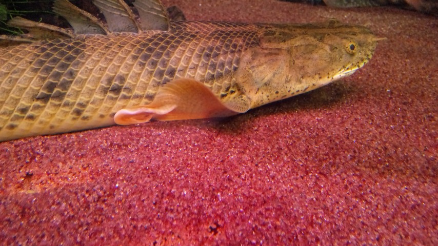 アクアワーク 古代魚ポリプテルス 飼育雑記 Livedoor Blog ブログ アクアワーク 古代魚ポリプテルス 飼育雑記 Livedoor Blog ブログ