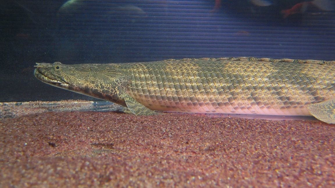 ギニア・ワイルド（ラプエンタイプ）の経過 : アクアワーク ～古代魚 