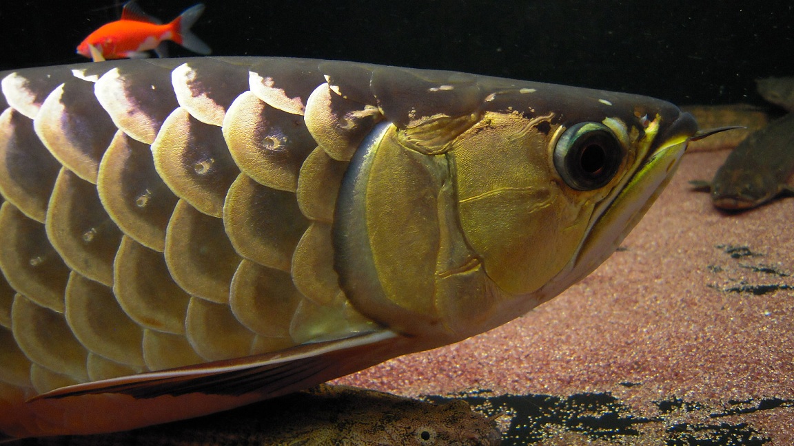 お盆休みなのでアロワナも撮ってみました アクアワーク 古代魚ポリプテルス お盆休みなのでアロワナも撮ってみました アクアワーク 古代魚ポリプテルス