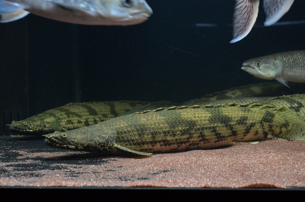 エンドリ？ラプエン？のその後 : アクアワーク ～古代魚ポリプテルス～