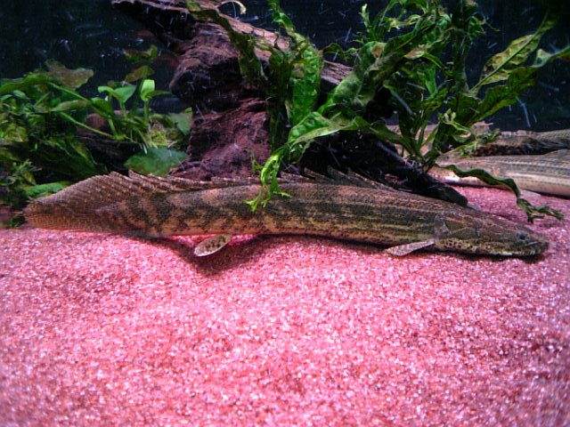ビキール・ラプラディの紹介 1～6号 : アクアワーク ～古代魚 