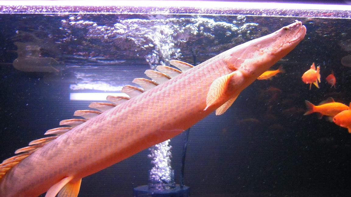 チャド・ビキール、現在の所感みたいなもの : アクアワーク ～古代魚