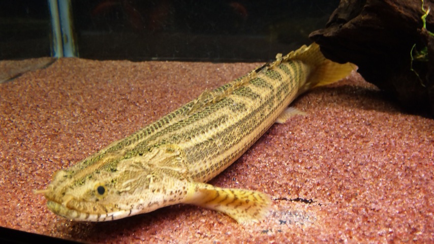 ギニアとナイジェリア・ラプラディの経過 : アクアワーク ～古代魚