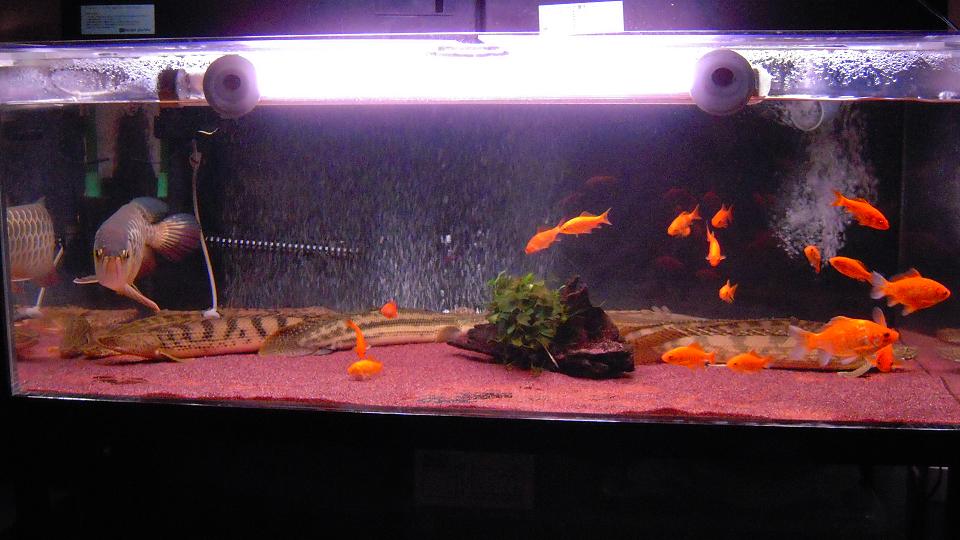 アクアワーク 古代魚ポリプテルス 飼育雑記 Livedoor Blog ブログ