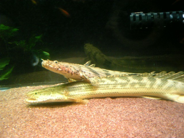 エンドリの混泳魚 : アクアワーク ～古代魚ポリプテルス～