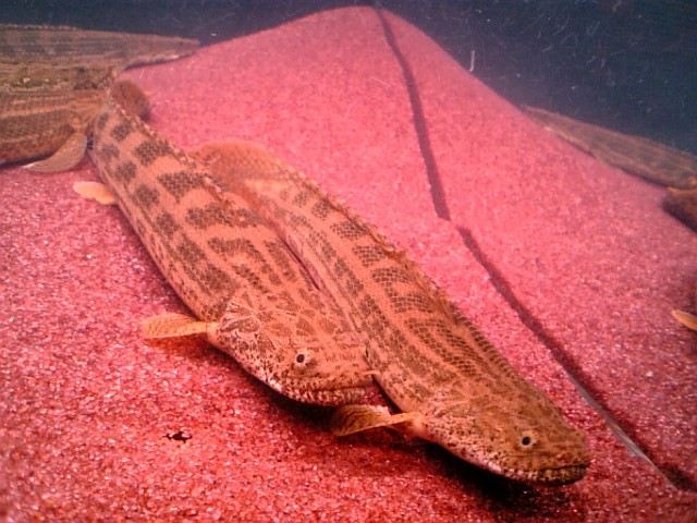 アンソルギー コンギクス