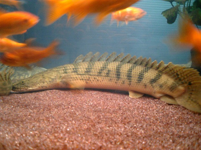 更新 手始めにアンソルギーとコンギクスから アクアワーク 古代魚ポリプテルス