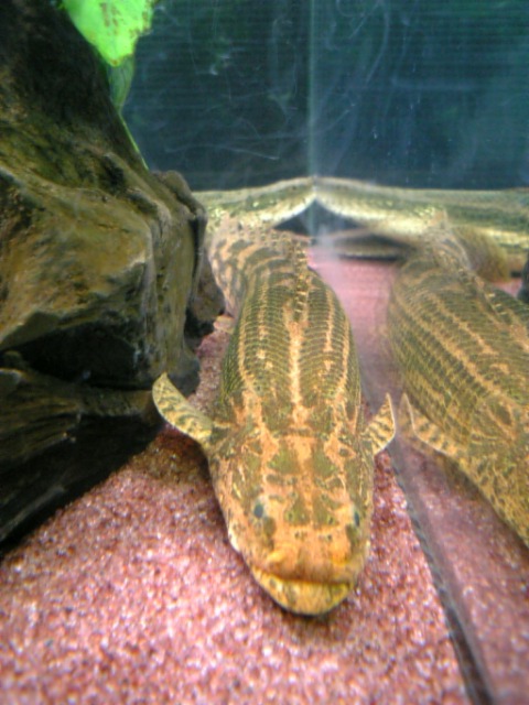 アクアワーク 古代魚ポリプテルス Livedoor Blog ブログ アクアワーク 古代魚ポリプテルス Livedoor Blog ブログ