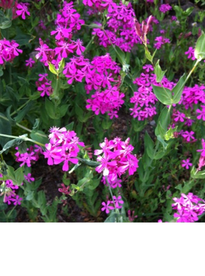 軽井沢花2IMG_0422