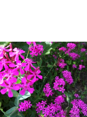 軽井沢花1IMG_2198