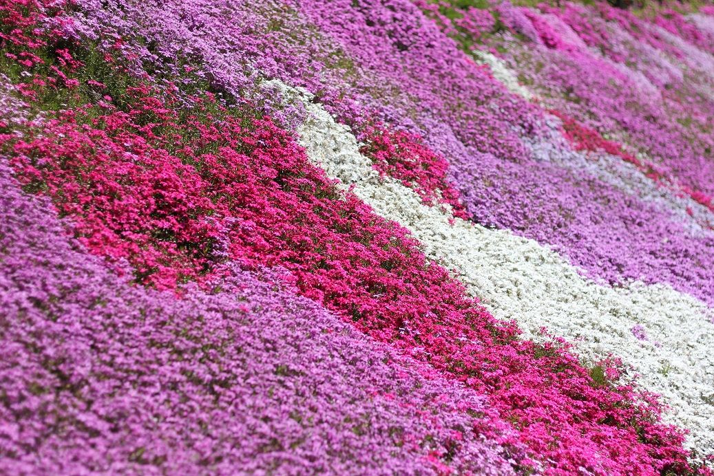 国田家の芝桜 思うがままに コブクロ Lego ゲーム 旅行とかとか