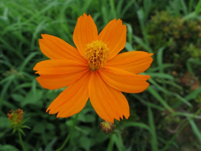 キバナコスモスの花 昨日 今日 そして未来へ