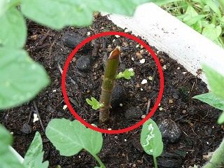 イチジクの挿し木 Y Comの趣味日記