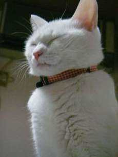 カリン様について考えてみた 顔の無い體 ｶｵﾉﾅｲｶﾗﾀﾞ 土橋友里blog