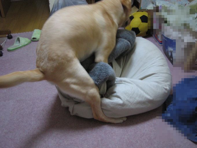 腰フリ らぶと飼い主の呟き 腰フリ らぶと飼い主の呟き