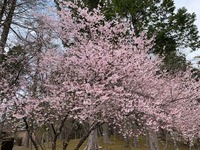 IMG_4746