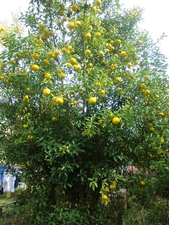 早すぎた柚子の剪定 いのち輝き塾 人が輝く 企業が輝く 地球が輝く