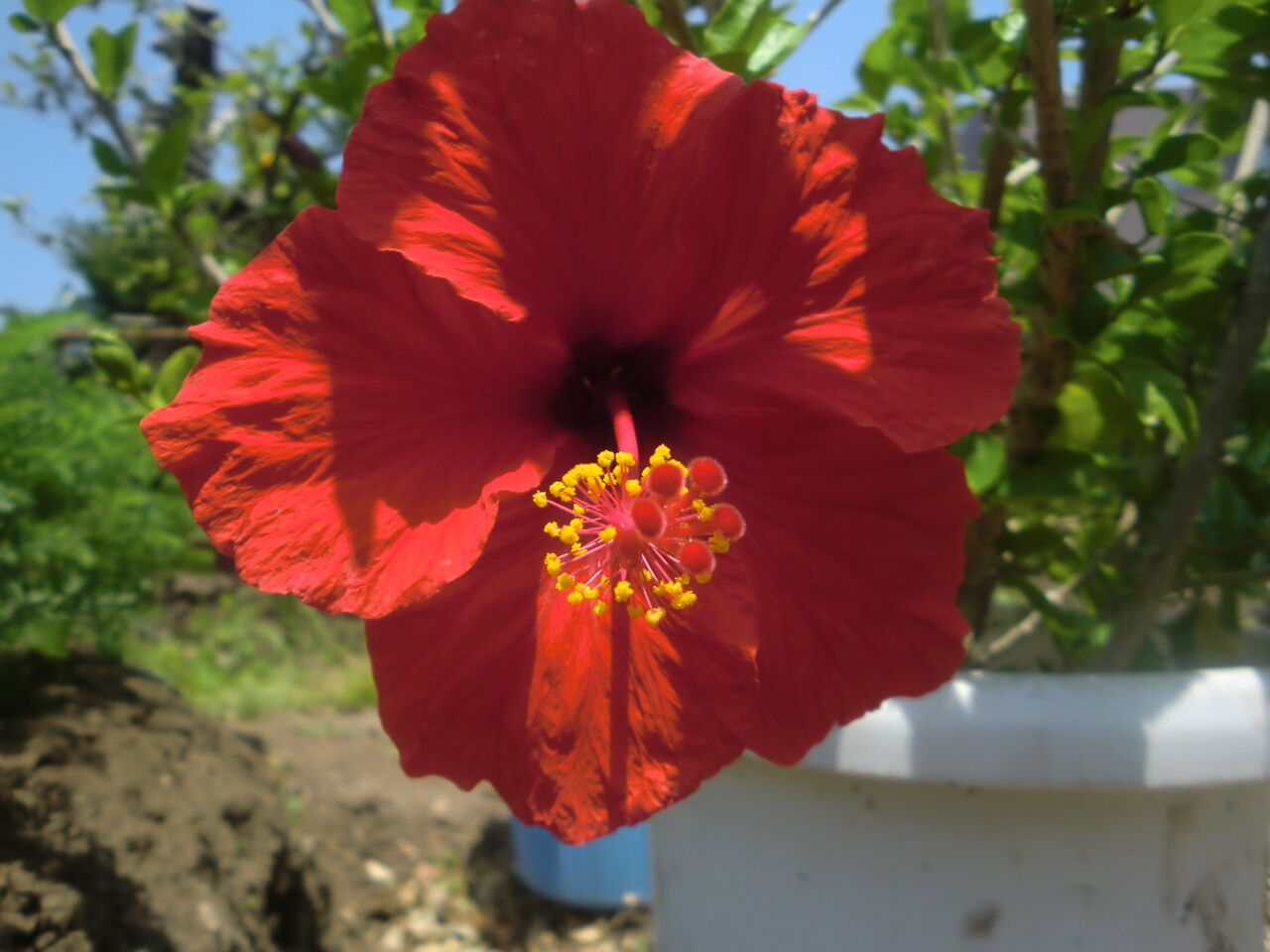 ハイビスカスの花 いのち輝き塾 人が輝く 企業が輝く 地球が輝く ハイビスカスの花 いのち輝き塾 人が輝く 企業が輝く 地球が輝く