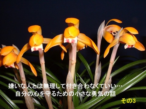 2025.11.22c嫌いな人とは無理して付き合わなくていい…自分の心を守るための小さな勇気の話(その3)