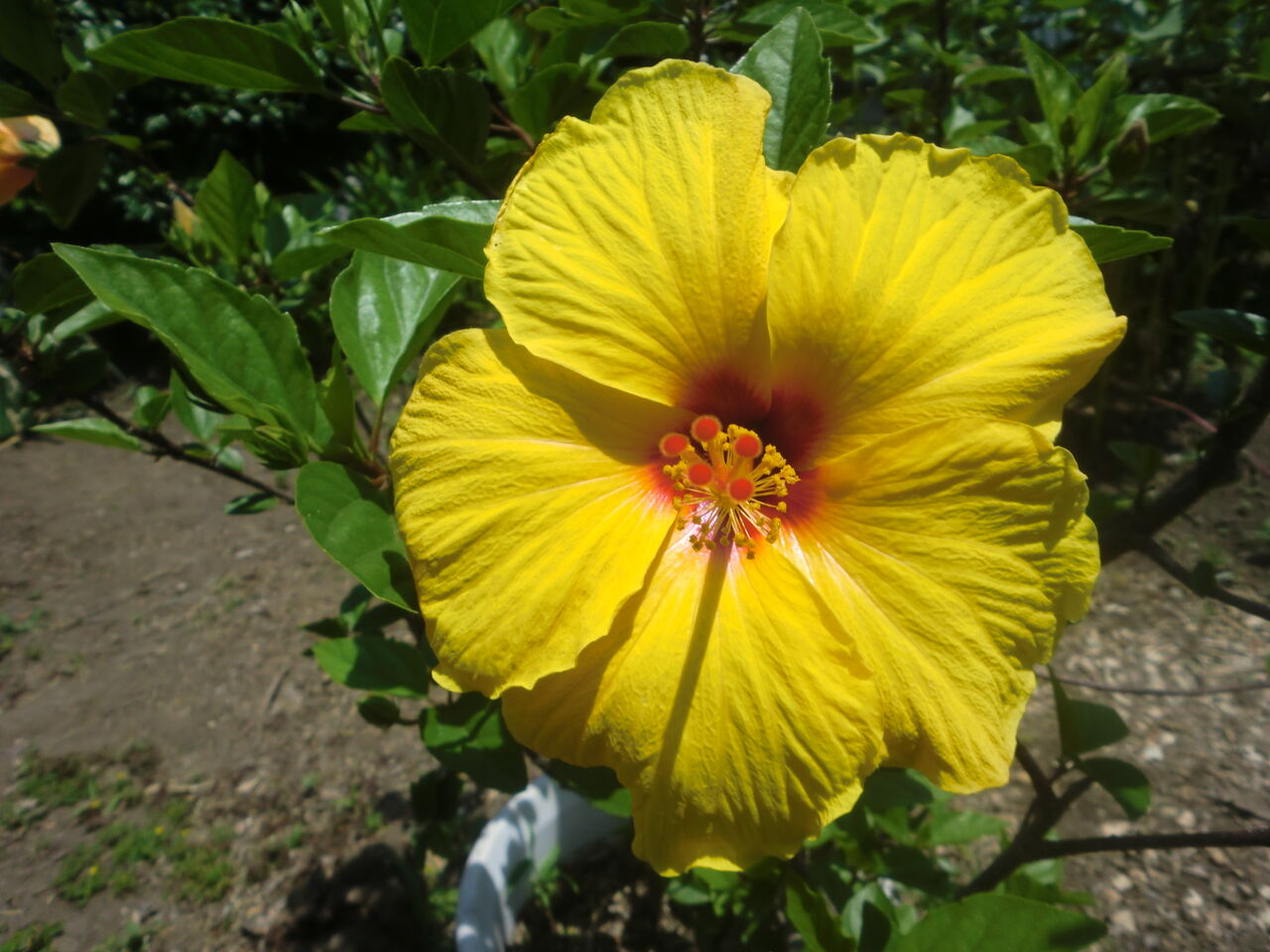 ハイビスカスの花 いのち輝き塾 人が輝く 企業が輝く 地球が輝く ハイビスカスの花 いのち輝き塾 人が輝く 企業が輝く 地球が輝く