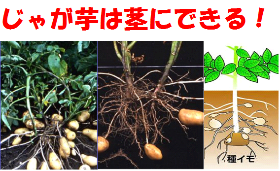 じゃがいもは茎にできる いのち輝き塾 人が輝く 企業が輝く 地球が輝く