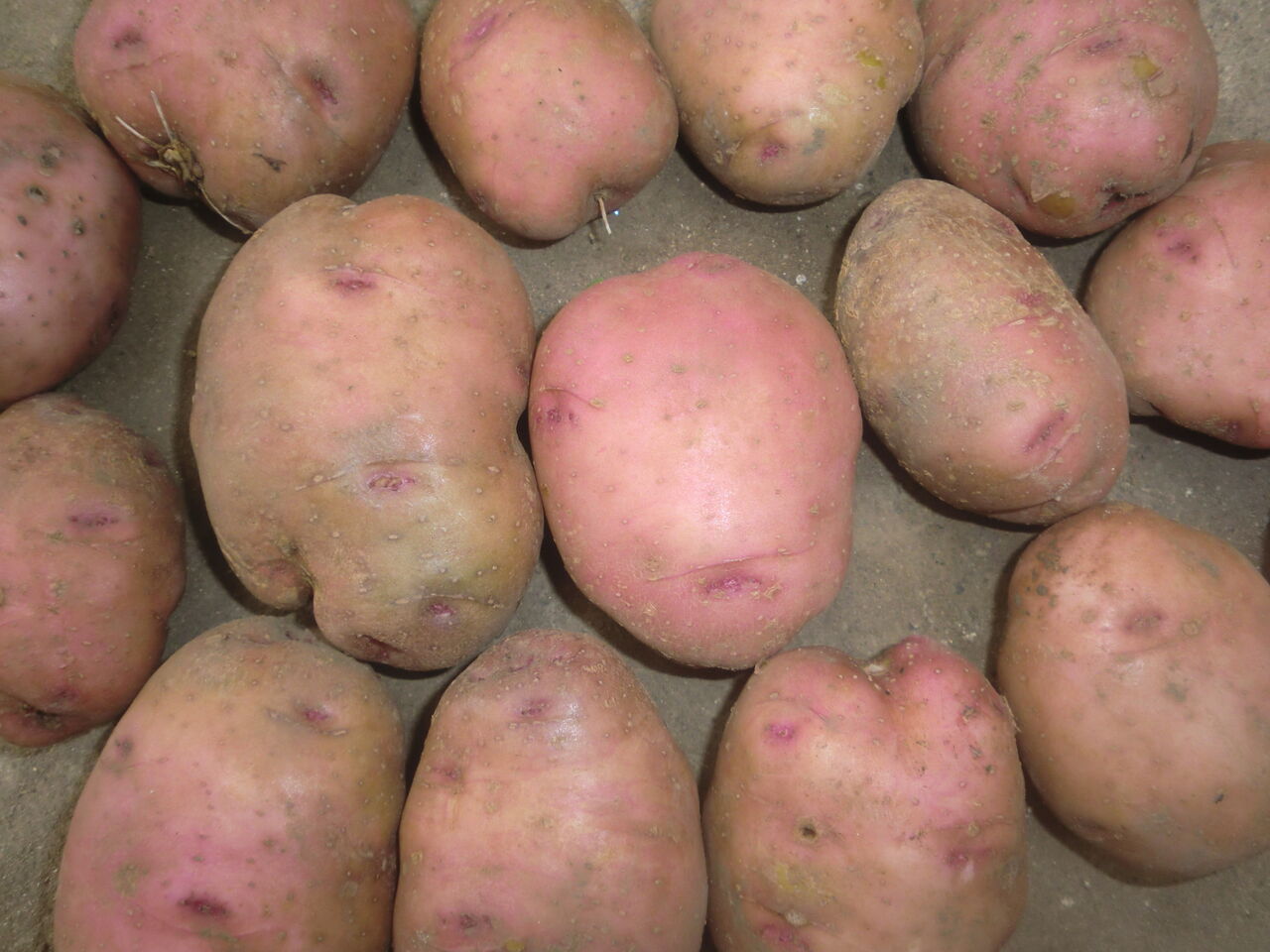 皮が紅色のじゃがいもを作ったら いのち輝き塾 人が輝く 企業が輝く 地球が輝く