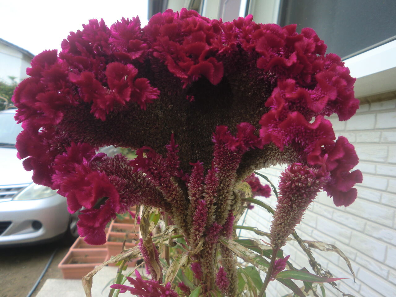 10月9日の誕生花は我が家のケイトウで いのち輝き塾 人が輝く 企業が輝く 地球が輝く