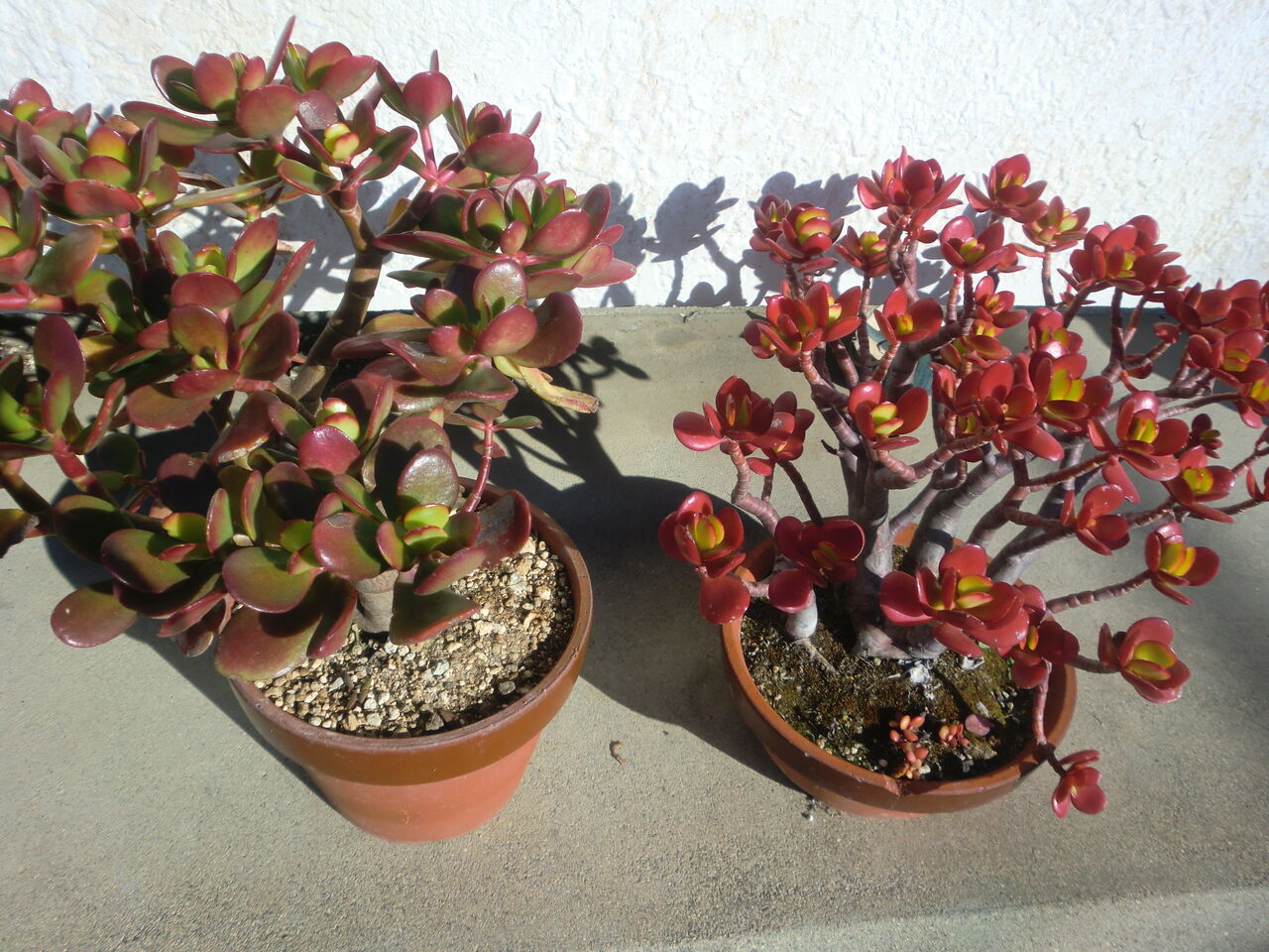 紅葉 花 言葉 紅葉 花 言葉