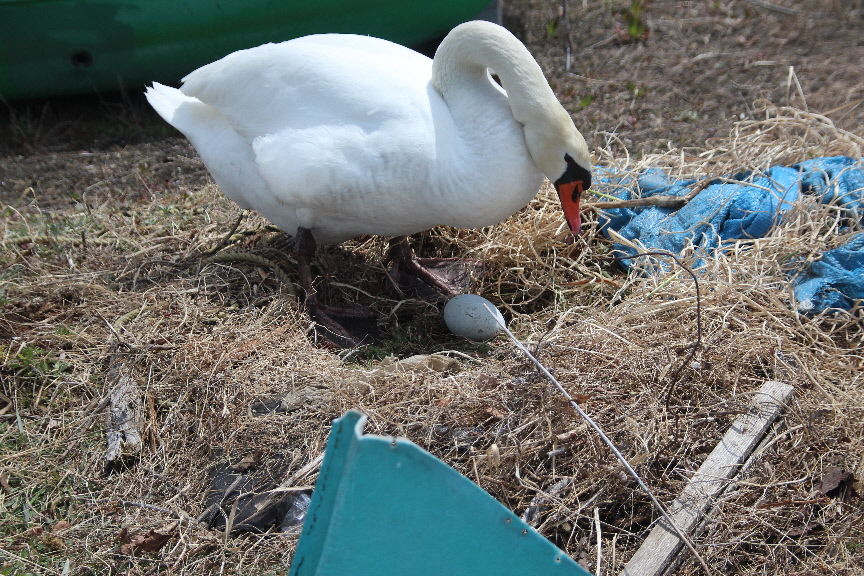白鳥が卵を産みました ことしは無事にひなになって欲しいです 卵を盗む不届き者にはやられたくありません ウェイクボード フライボード 水上スキー 山中湖さんすい 白鳥が卵を産みました ことしは無事にひなになって欲しいです 卵を盗む不届き者にはやられたくありません ウェイクボード フライボード 水上スキー 山中湖さんすい