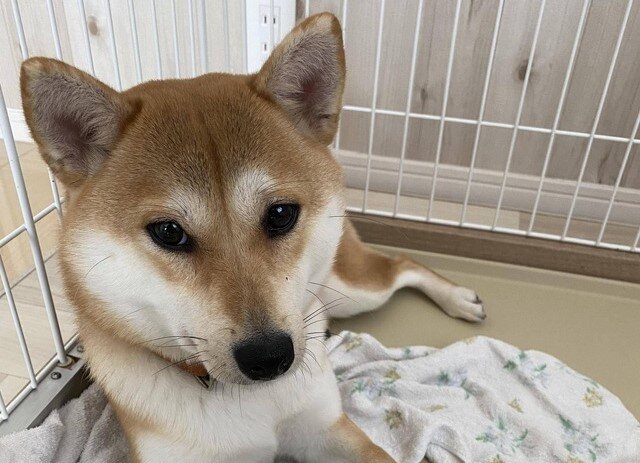 クソイーヌ速報 ワイんちの犬 トゲトゲボールのトゲをちぎる ワイ速 クソイーヌ速報 ワイんちの犬 トゲトゲボールのトゲをちぎる ワイ速