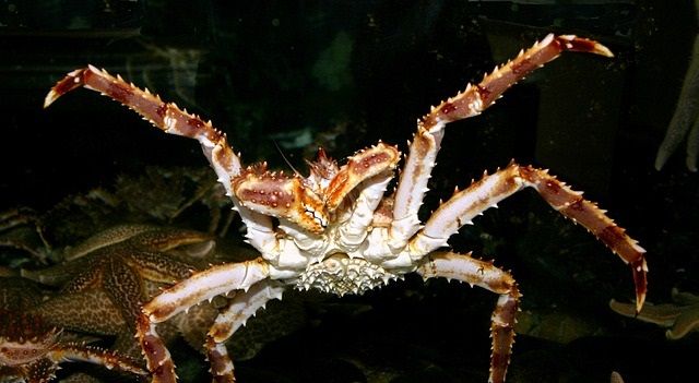 画像 一番造形がカッコいい生き物決定戦 一部虫注意 箱速 画像 一番造形がカッコいい生き物決定戦 一部虫注意 箱速