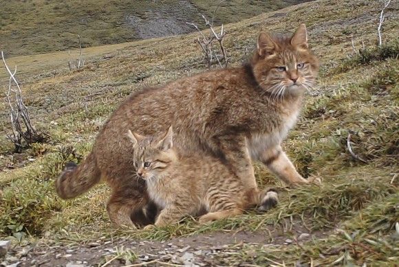 世界で最も知られていない猫。不思議と謎につつまれたハイイロネコの巣穴が発見される